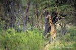 1619-giraffe_rothschild_s__giraffa_camelopardalis_rothschildi__lake_nakuru_sept_2002_002