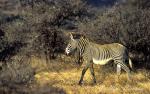 2272-zebra_grevy_s__equus_grevyi__samburu_buffalo_springs_sept_2002_002a