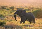 2526-elephant_afircan__loxodonta_africana__tsavo_west_np_dec_1998_001