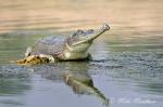 2968-gharial__gavialis_gangeticus__chambal_river_region_uttar_pradesh_indian_march_2011_069