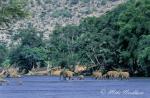 3077-elephant_afircan__loxodonta_africana__samburu_nr_dec_1998_002