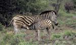4378-zebra_common__equus_quagga__kruger_np_feb_mar_feb_2003_005a