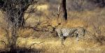 5006-cheetah__acinonyx_jubatus__samburu_buffalo_springs_sept_2002_001a