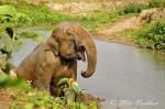 5342-elephant_indian_asian__elephas_maximus_indicus__captive_kaziranga_np_assam_indian_march_2011_280