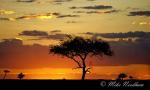 6083-kenya_masai_mara_sept_2006_007
