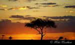 6083-kenya_masai_mara_sept_2006_007