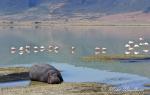 6680-hippopotamus__hippopotamus_amphibius__ngorongoro_crater_tanzania_sept_99_001