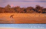 7172-hyena_spotted__crocuta_crocuta__etosha_np_namibia_oct_01_001