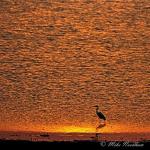 7299-egret_great__ardea_alba__kaziranga_np_assam_indian_march_2011_001