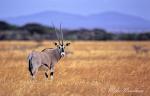 8597-antelope_oryx_beisa_gemsbok__oryx_gazella__samburu_sept_2002_001