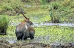 8634-waterbuck_defassa__kobus_ellipsiprymnus_defassa__masai_mara_kenya_seot_06_003