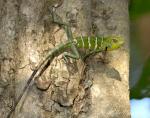 9301-lizard_green_forest_lizard__calotes_calote__sri_lanka_feb_07_19