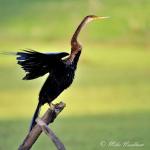 9563-darter__anhinga_melanogaster_or_rufa__bharatpur_np_rajasthan_indian_march_2011_014