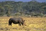 9863-rhinoceros_white__ceratotherium_simum__lake_nakuru_np_sept_1999_004