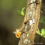 anole_green__anolis_sagrei__loxahatchee_nwr__florida_april_2006_009