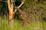 elephant_asian__elephas_maximus__sri_lanka__minneriya_np__feb_07_79