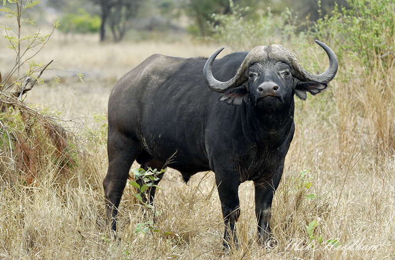 South Africa Buffalo